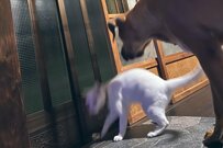 立場逆転！？ 叱られた猫と叱った犬のやり取りがかわいいとTwitterで話題に！