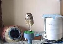 【オラオラなフクロウ】意外な姿をペットカメラで目撃！キリッとした表情がたまらない