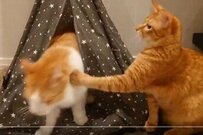 保護猫、攻撃を「無の表情」でかわす姿がSNSで話題