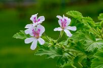 夏ガーデンに〈いい香りの花〉を咲かせたい！香りのいい〈多年草・低木〉3選。ベランダや玄関先にもおすすめの育てやすさ！