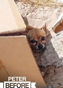 【動物レスキュー】ゴミの山から救出された老犬　保護先で走り回る姿に「救ってくれてありがとう」