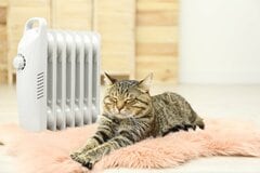 【ペットのお留守番】寒さ対策はどうしてる？気を付けたいポイントを解説