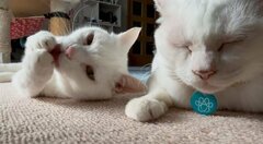 「猫の筋肉じゃない」強そうすぎる猫ちゃん…！「力強い背中」に目が釘付け