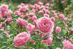 【4月のガーデニング】草花＆バラのお手入れポイントは？春に咲く花々も紹介