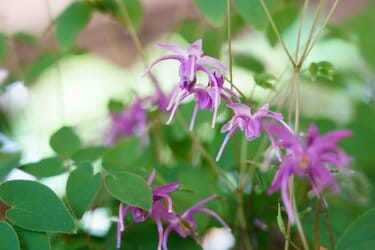 日陰の庭で楽しむ春の花】植えっぱなしで毎年花が咲く「春植え多年草
