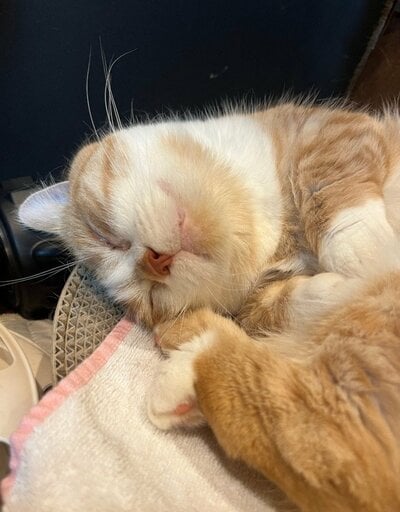 まるで天使のような寝顔の虎太郎くん