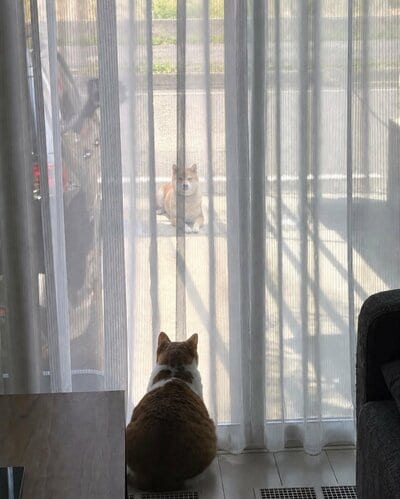 「家の前でゆっくりする犬」