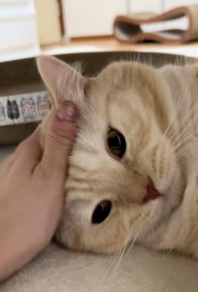 すぐに可愛いお顔に戻った縫くん