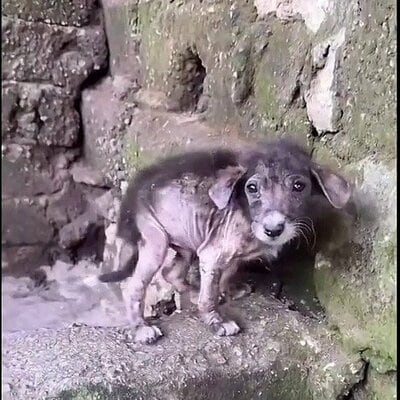豚小屋の片隅で見つかった当時の子犬