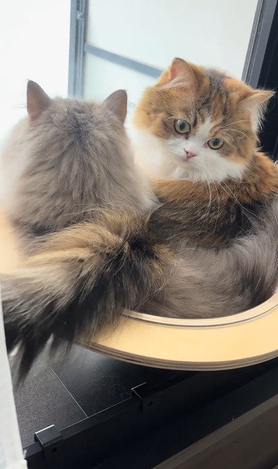 写真 | 【みんな大好き猫鍋】2匹の猫ちゃんによる猫鍋が可愛すぎ