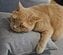 猫？ 猛獣の咆哮？ 全力であくびを見せる猫ちゃんのリラックスした日常風景に癒される