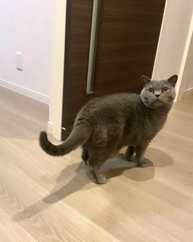 小2娘が愛猫に「プレゼント」　不本意な表情で耐える猫ちゃんに「眉間のシワの深さが可愛い」