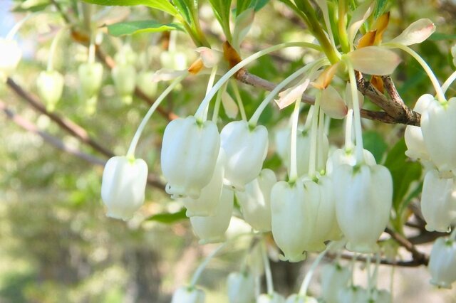 うちの庭に植えてよかった！小さめ低木「ドウダンツツジ」美しい四季の変化＆リアルな手入れ頻度