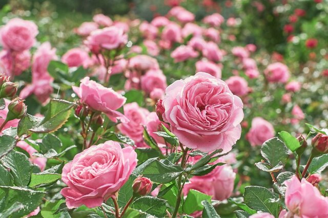 【4月のガーデニング】草花＆バラのお手入れポイントは？春に咲く花々も紹介