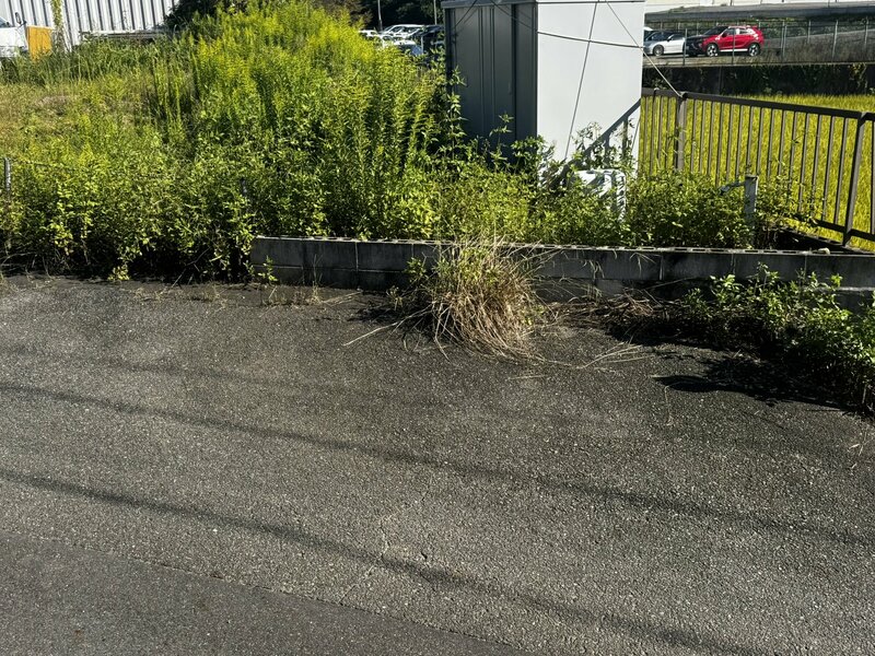 家の外の「スリッパ」の上に“かたまり”を発見…正体は「小さなネズミ」。意外な光景に「くつろぎすぎ！」の声