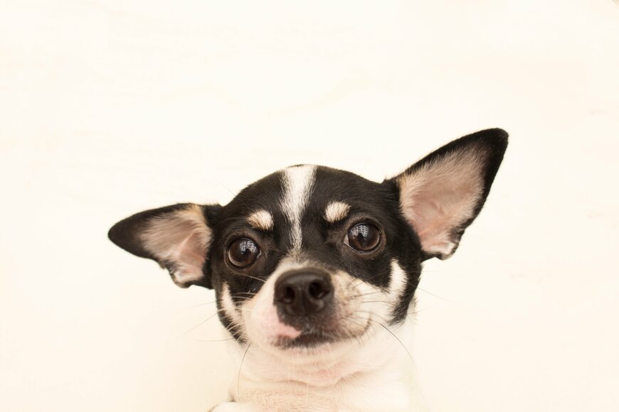 Anannapa Kuenun/shutterstock.com