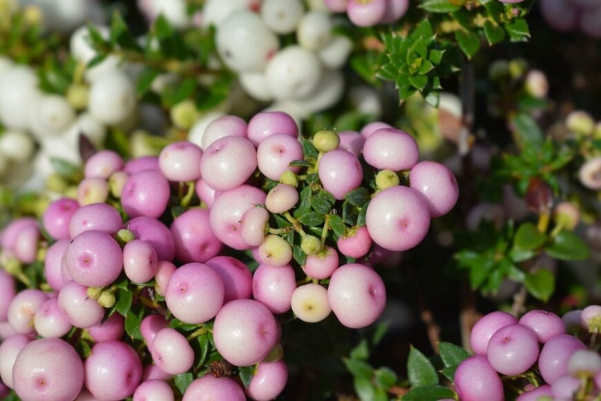 Nahhana/shutterstock.com