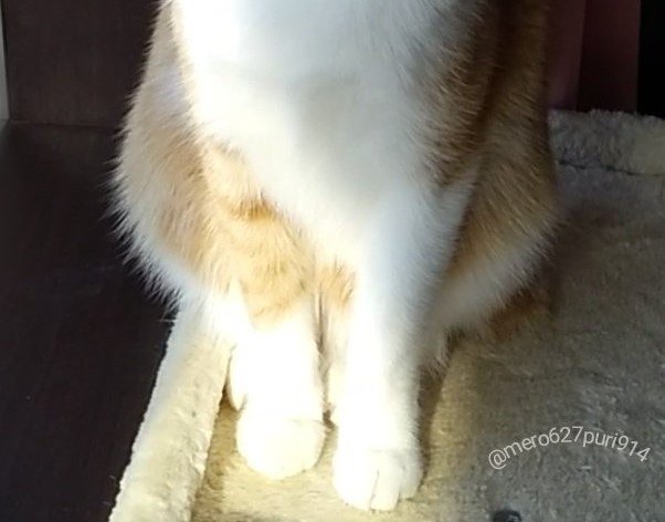 出所：@mero627puri914