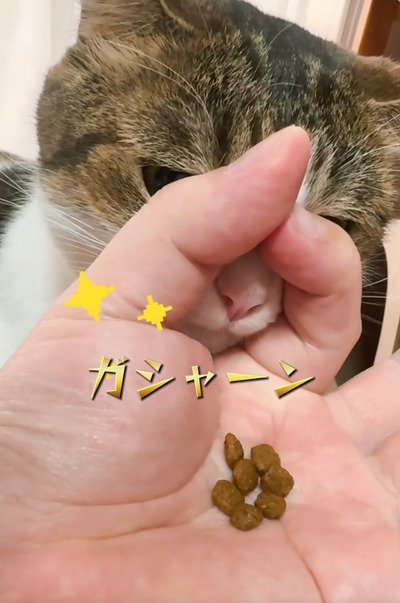 出所：＠nikoandkotatorowasabi