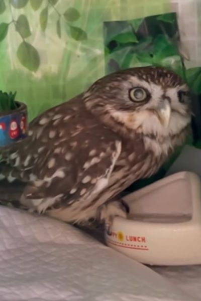 【貴重シーン】喉が渇いてゴクゴク水を飲むフクロウ　SNSでは「初めて見た！」と反響続々