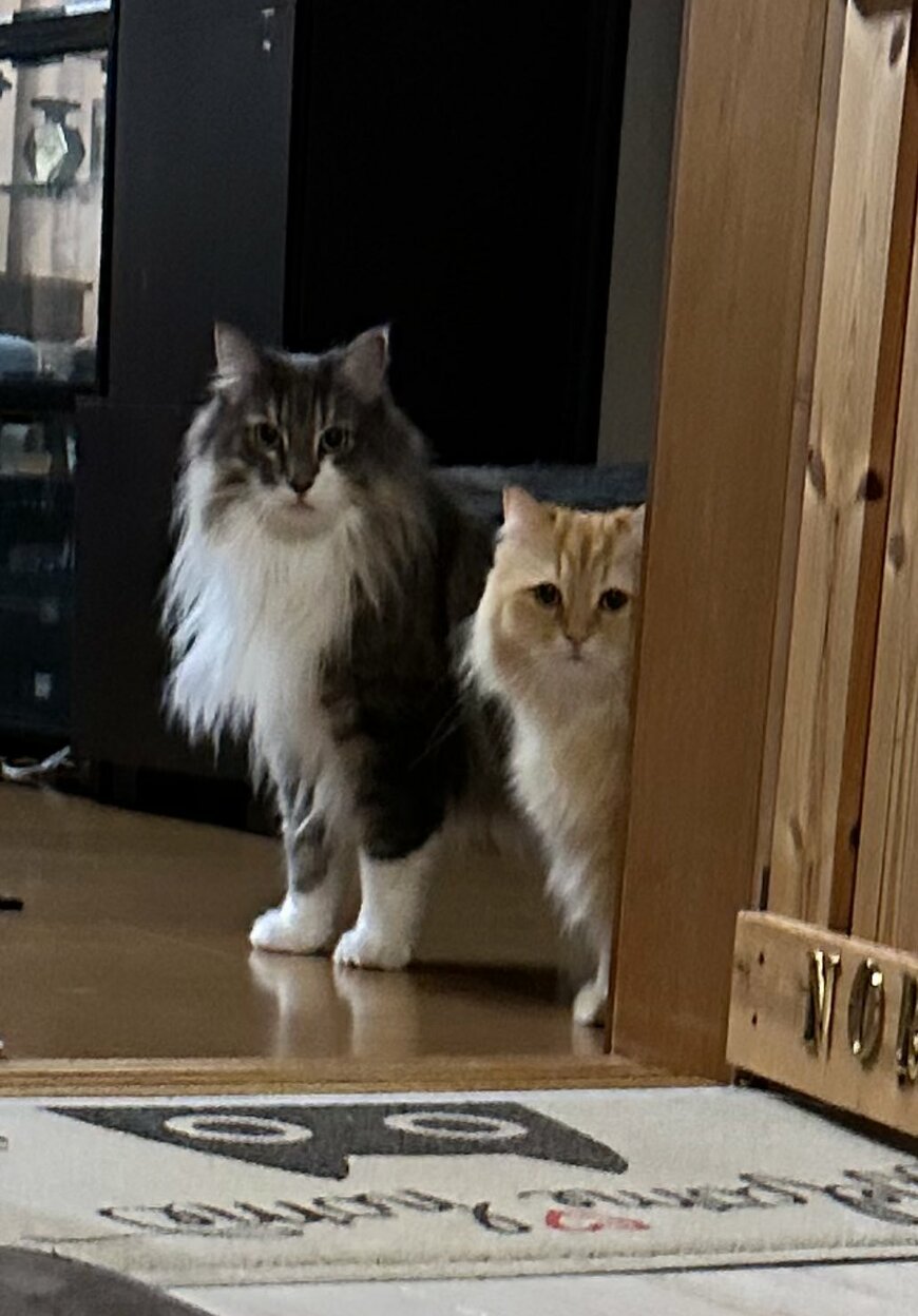 出所：@NEKOLAND13