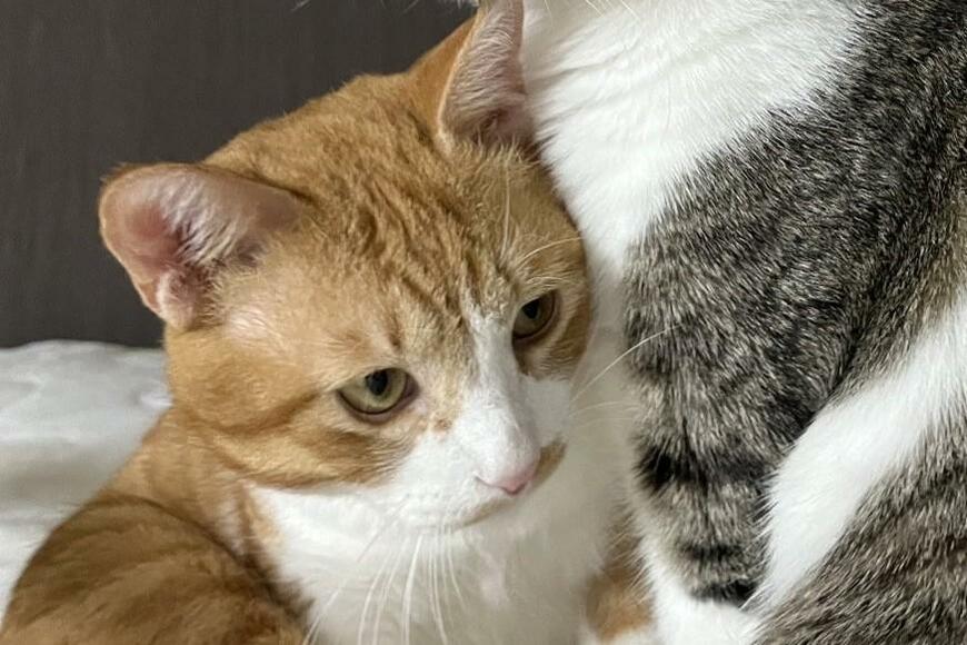 出所：@Neko2Obasan