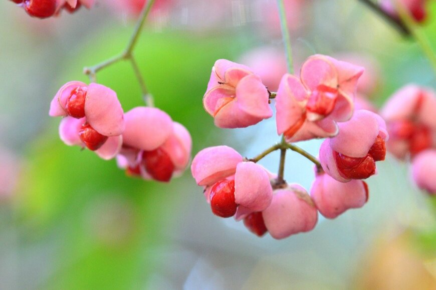 kororokerokero/istockphoto.com