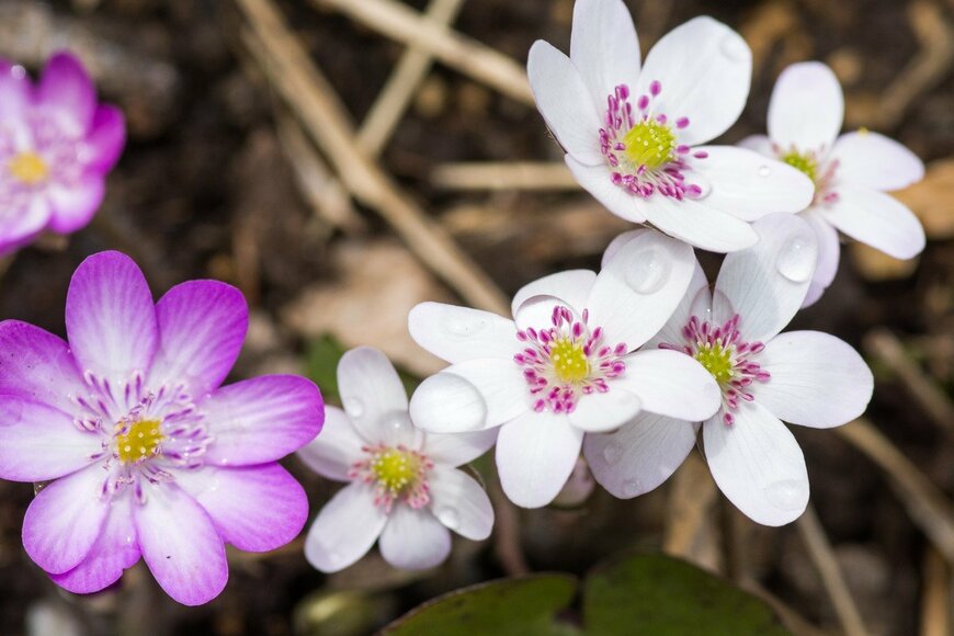 【春待ちガーデニング】カワイイだけじゃない「日陰の庭でも元気に育つ」おすすめの花、紹介します！