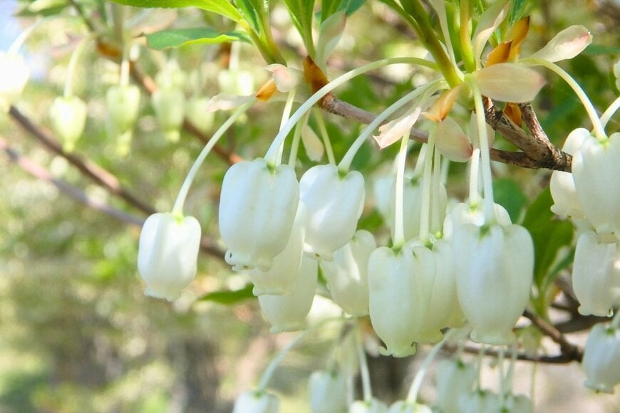 うちの庭に植えてよかった！小さめ低木「ドウダンツツジ」美しい四季の変化＆リアルな手入れ頻度