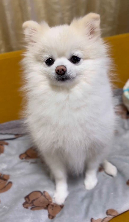 出所：@boku_ponchan