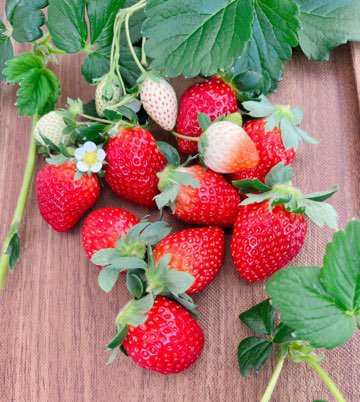 画像出所：有限会社大地「日本最大級の“空中いちご園”「グランベリー大地」 茨城・常総市に12／17グランドオープン」（アットプレス）