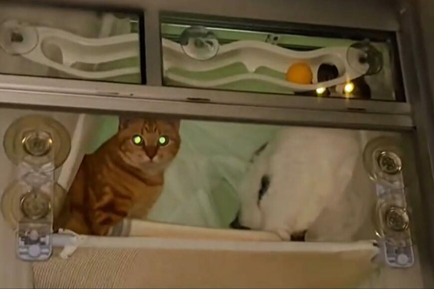 出所：＠nikoandkotatorowasabi