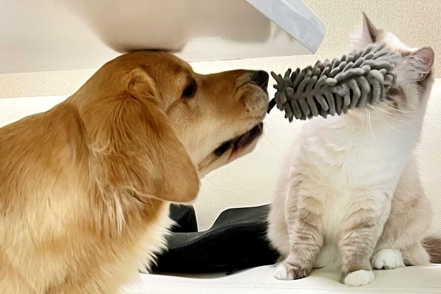 出所：@pu_channeldesu