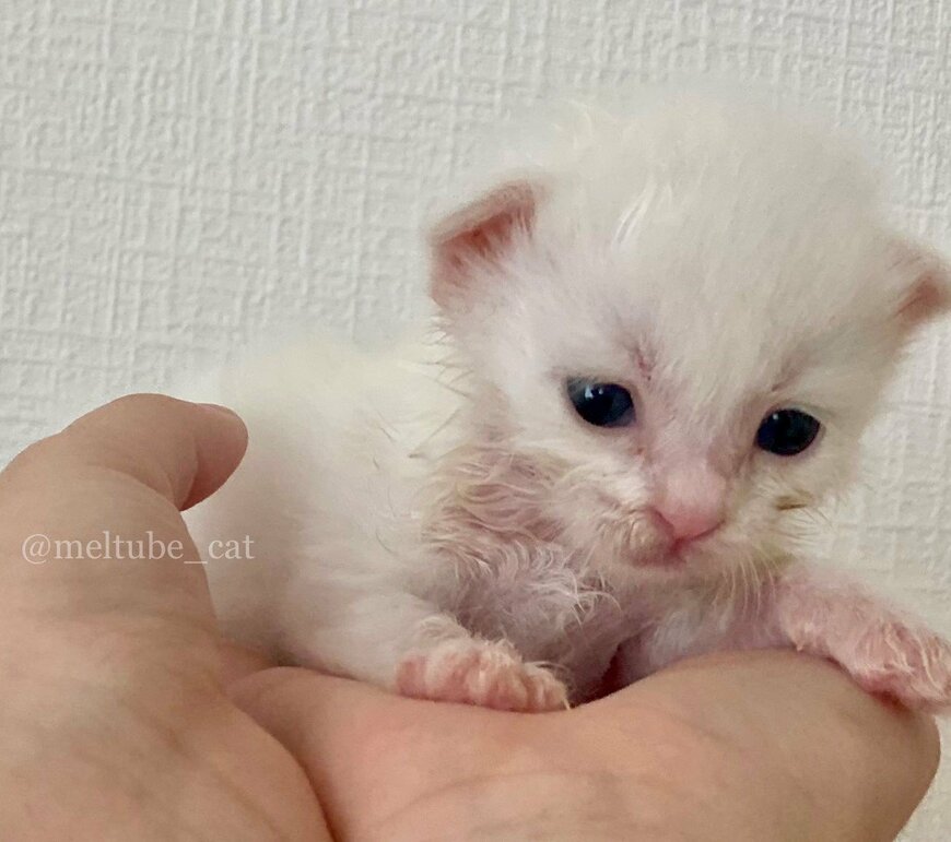 出所：@meltube_cat