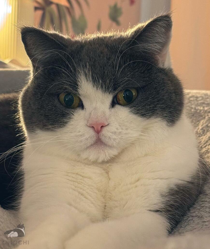 出所：@omochiomoching