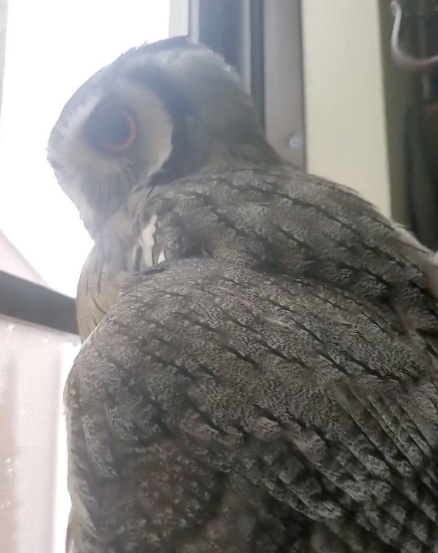 出所：@khmFvyd8Z1Xt4rB