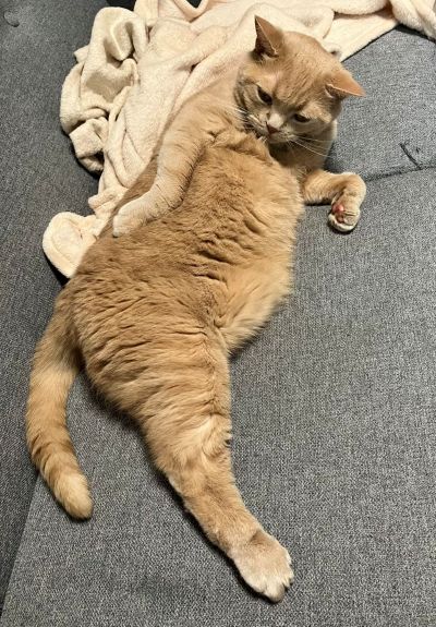 出所：@TsunaIsCat