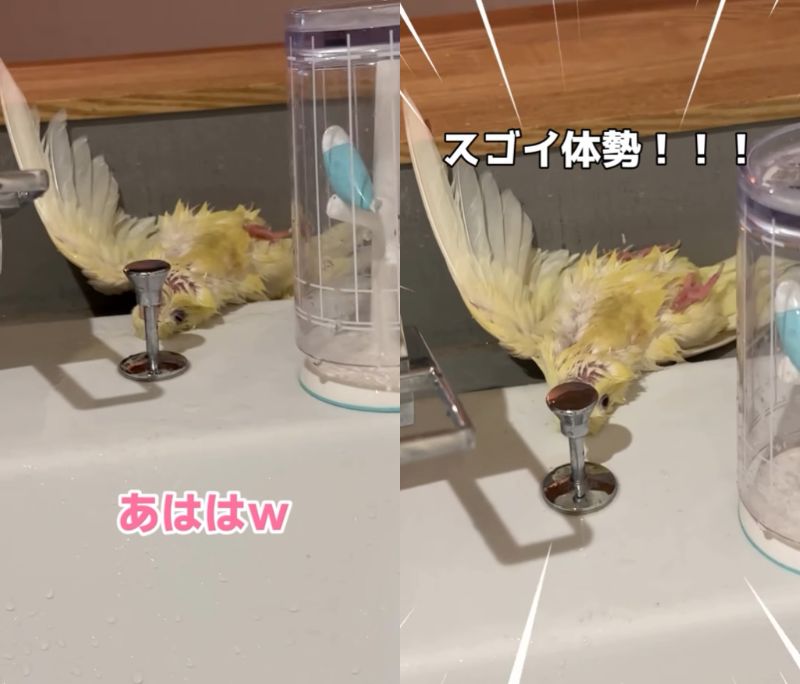 出所：@daiinkoteikoku_soraoto