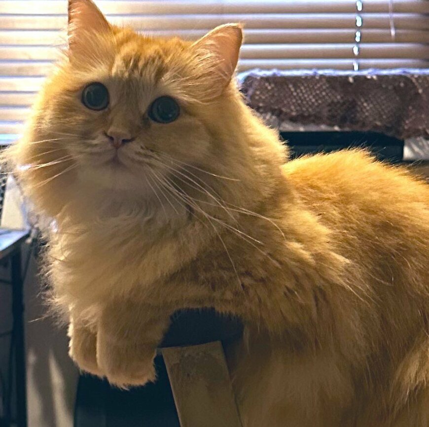 出所：@NEKOLAND13