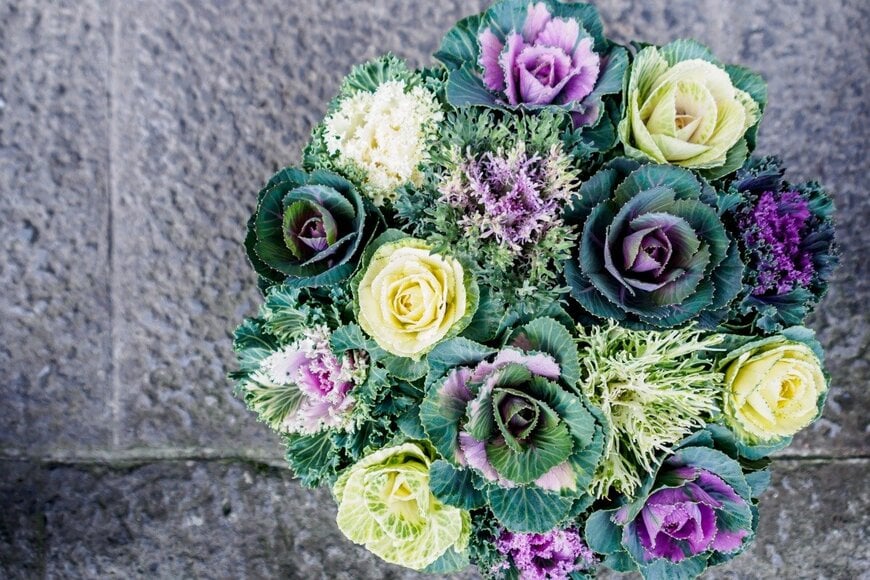 ハボタンだけの寄せ植え　Naphat_Jorjee/istockphoto.com