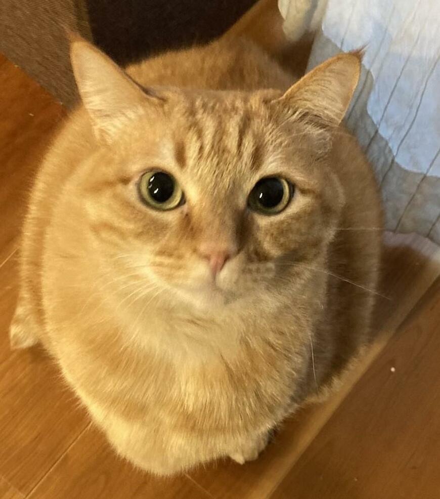 出所：@kagisuzu0531