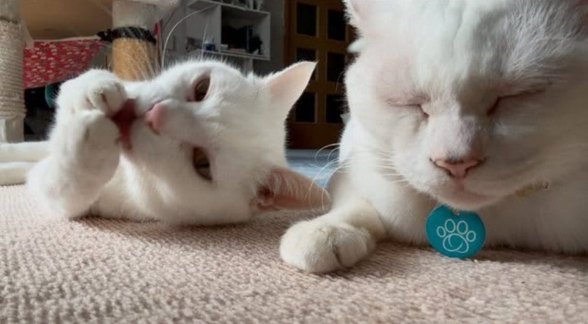 「猫の筋肉じゃない」強そうすぎる猫ちゃん…！「力強い背中」に目が釘付け