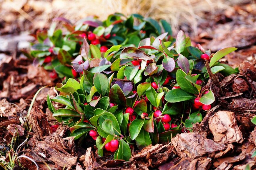 Anna Gratys/shutterstock.com