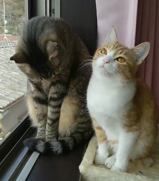 出所：@mero627puri914