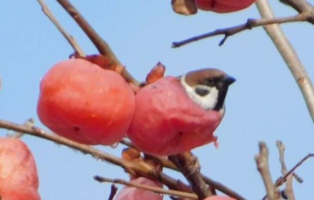 出所：@2p2pchiipappa