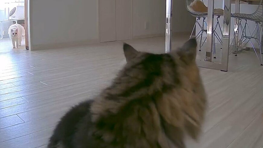 出所：@meltube_cat