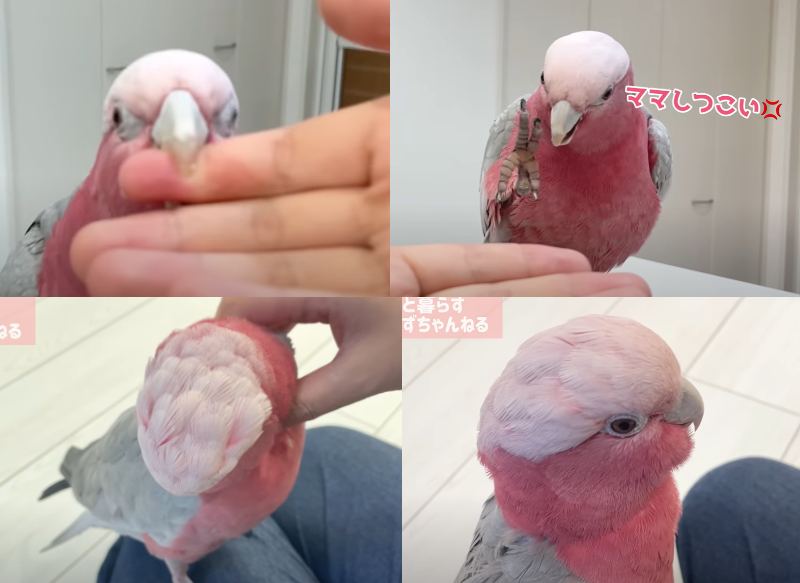 出所：@anz_omomiri