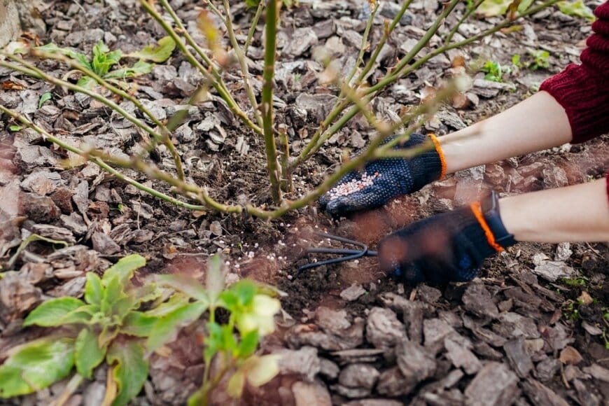 Mariia Boiko/shutterstock.com