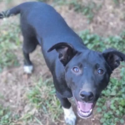 「道端で生後わずか10週間の痩せ細った子犬を発見」集中的なケアとたっぷりの愛情をかけられ社交的な犬に成長