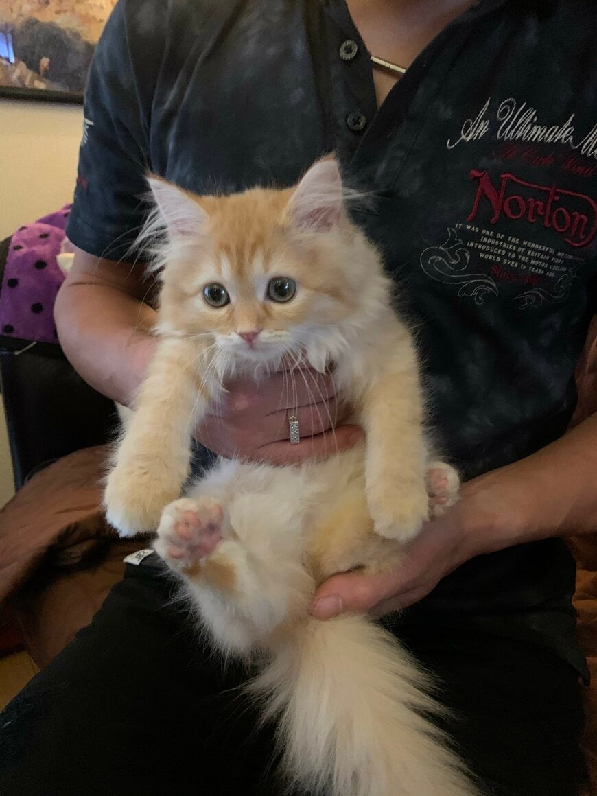 出所：@NEKOLAND13